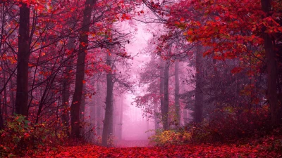 Colorful romantic red autumn forest theme for Facebook